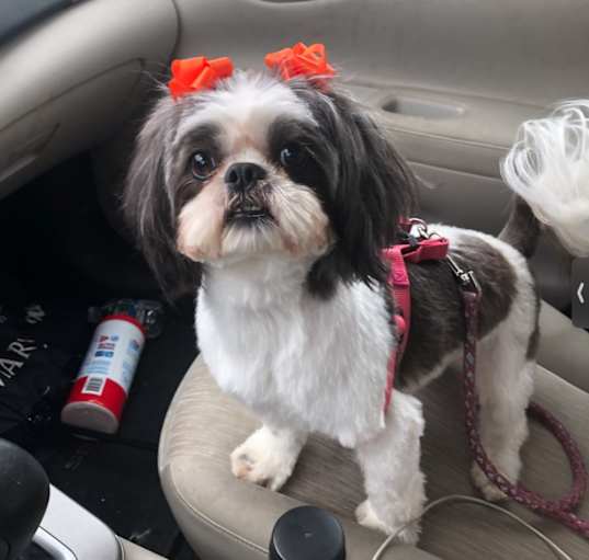 Photo of Bella