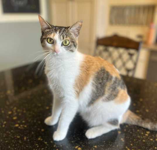 Photo of Shitty Paw's (kids named her)