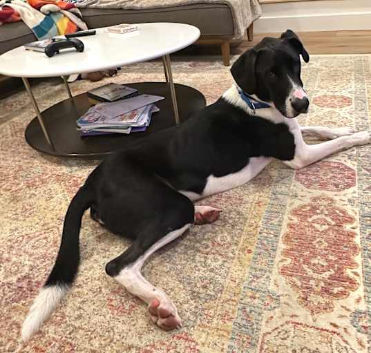 Photo of Roscoe