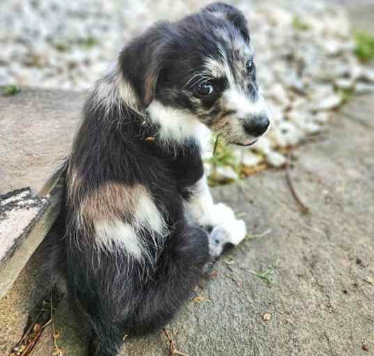 Photo of Navy's Muffin