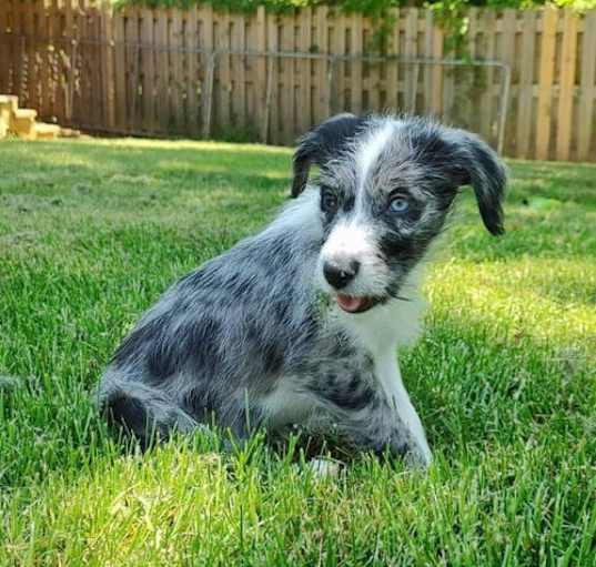 Photo of Navy's Sox