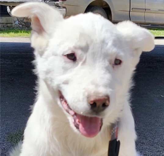 Photo of Fergus