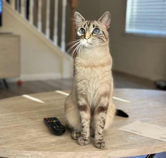 Photo of Layla