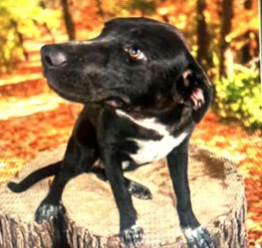 Photo of ZIVA