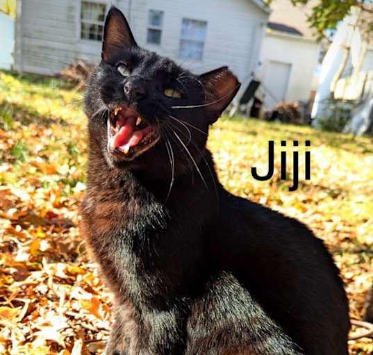 Photo of Jiji