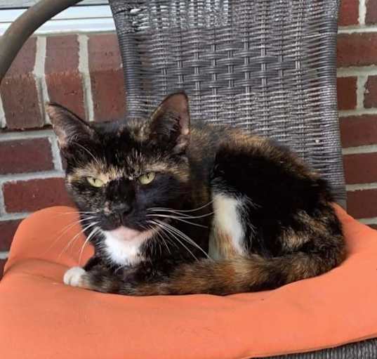 Photo of Snickers