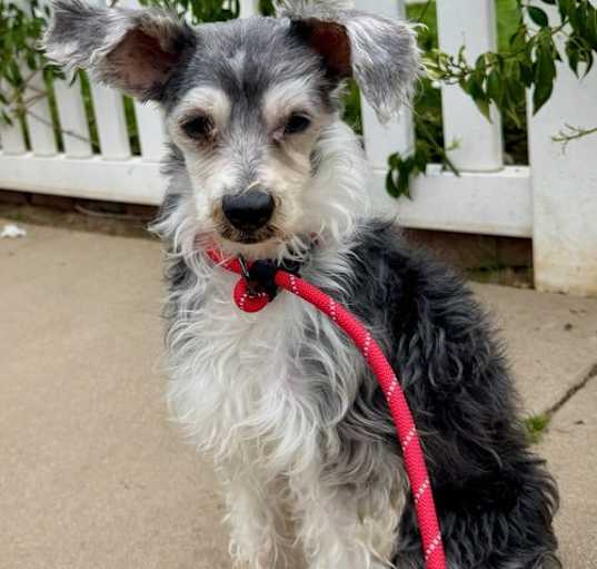 Photo of Poppy