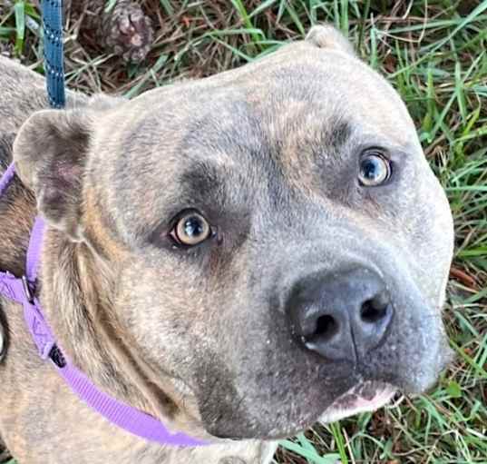 Photo of Blue