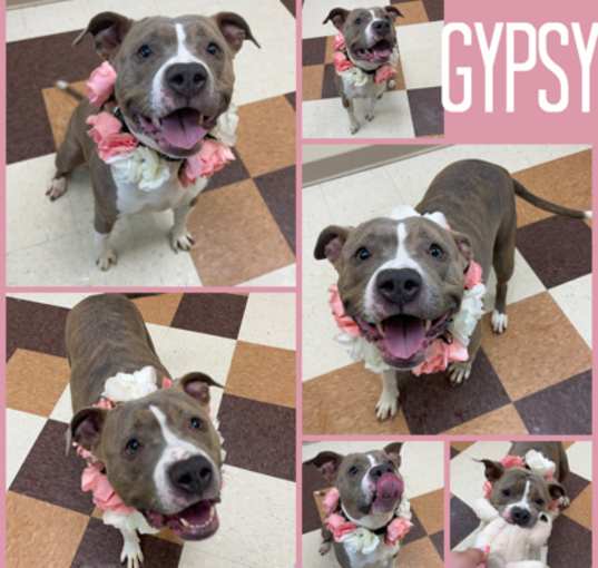 Photo of Gypsy
