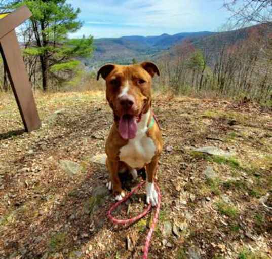 Photo of Goose
