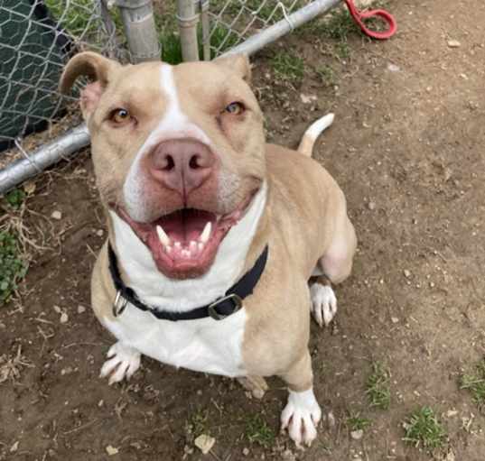 Photo of Buddy