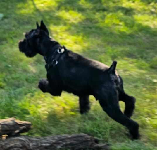 Photo of Rocky