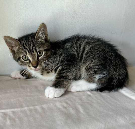 Photo of BASIL