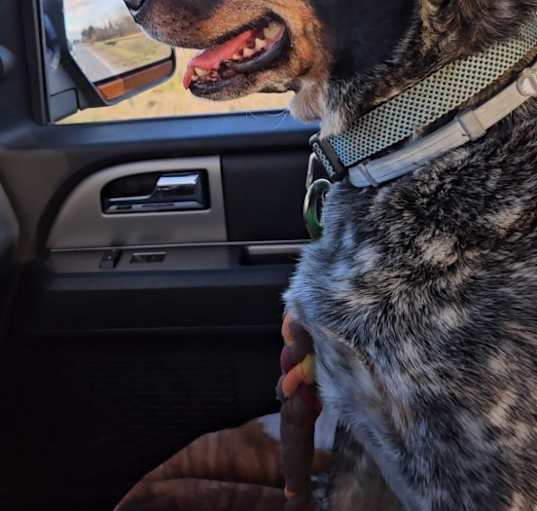 Photo of Tucker