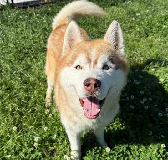 Photo of Bear Face 