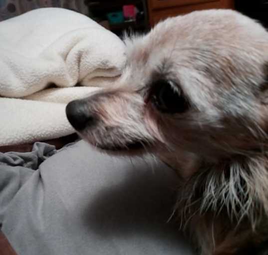Photo of Bella
