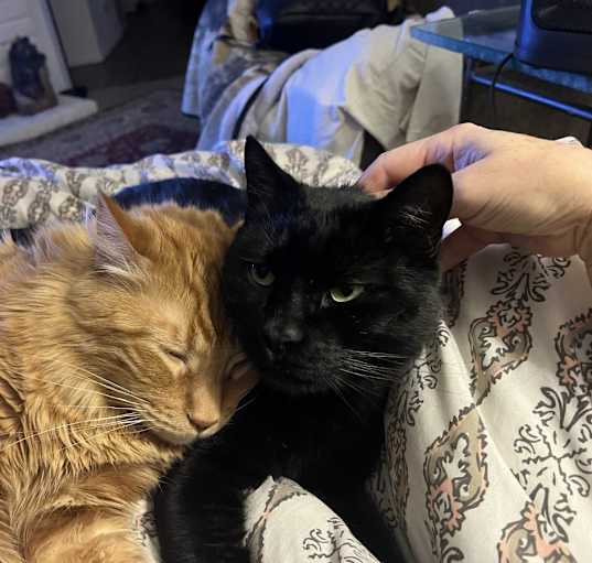 Photo of Garfield & Akuma
