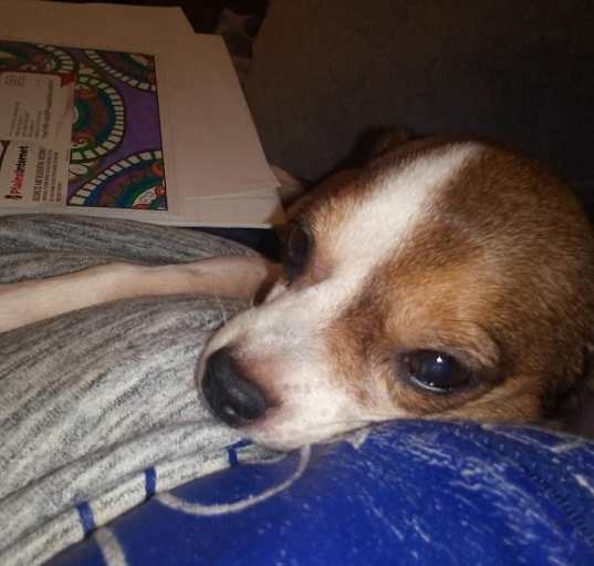 Photo of Gypsy