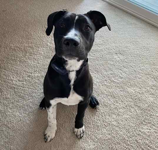 Photo of Tonka