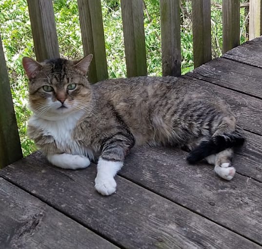 Photo of Pickles