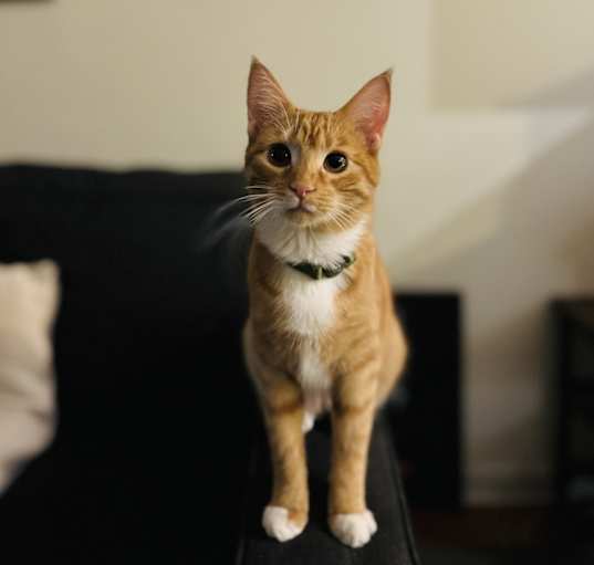 Photo of Zuni