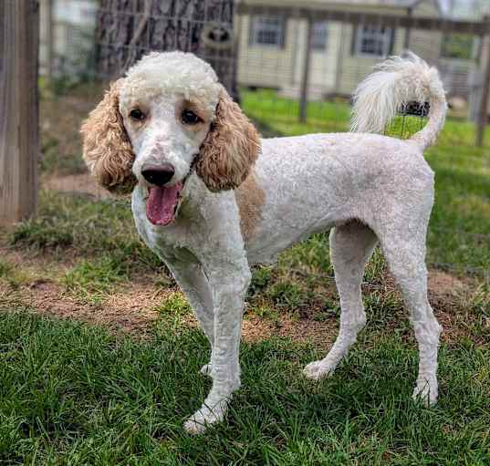 Photo of Patches Attaway