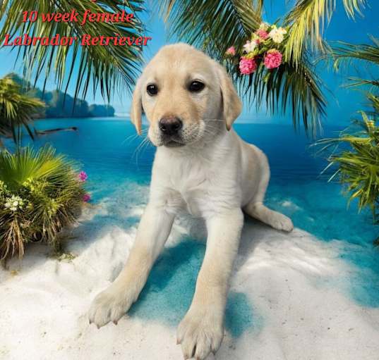 Photo of Sandy