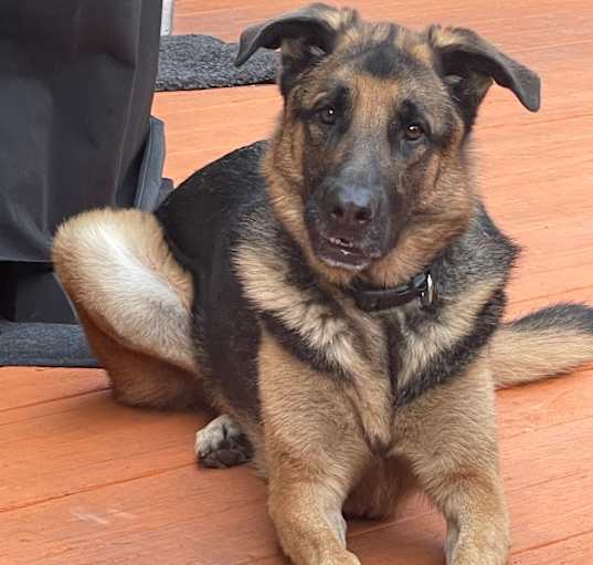 Photo of Benji