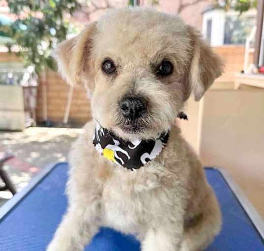 Photo of Bo