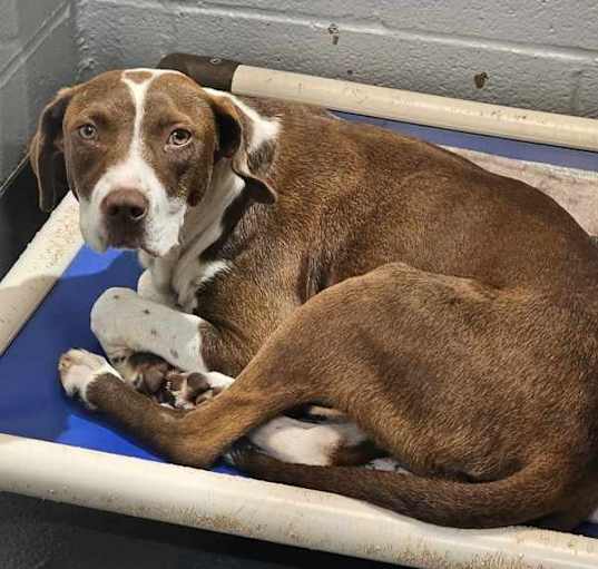 Photo of Lacey