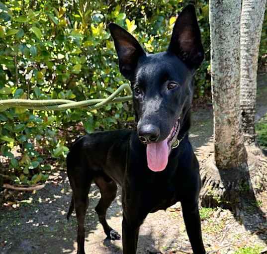Photo of ARCHIE