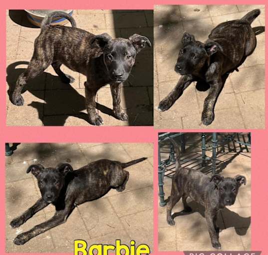 Photo of Barbie