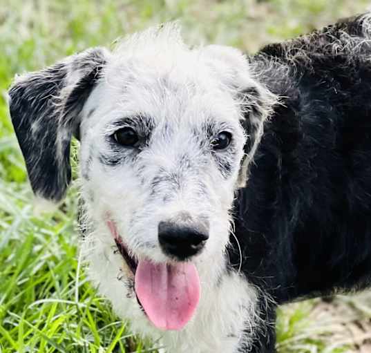 Photo of Scarlet