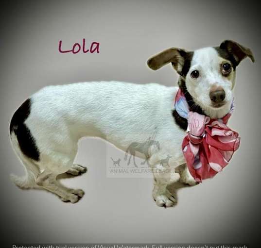 Photo of LOLA