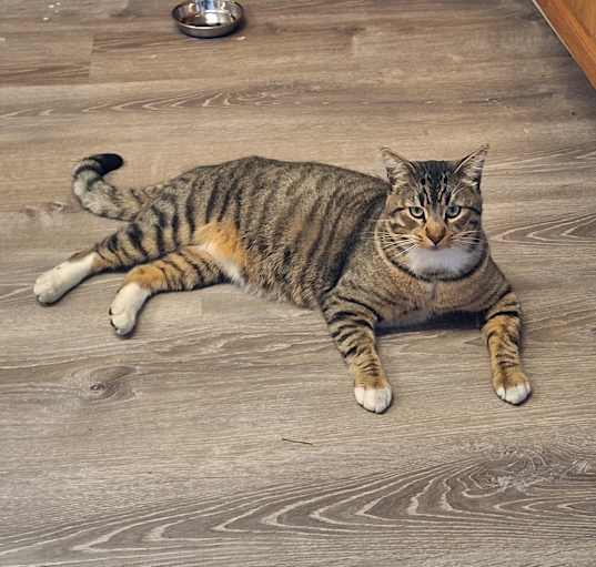 Photo of Mr. Squeaks