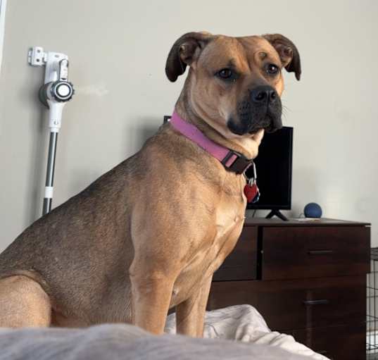 Photo of Coco