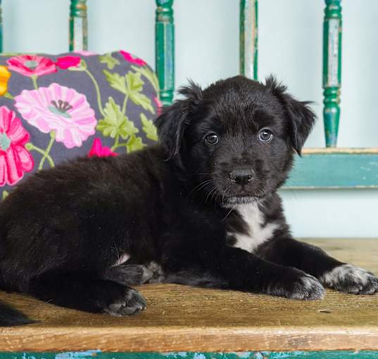 Photo of Archer