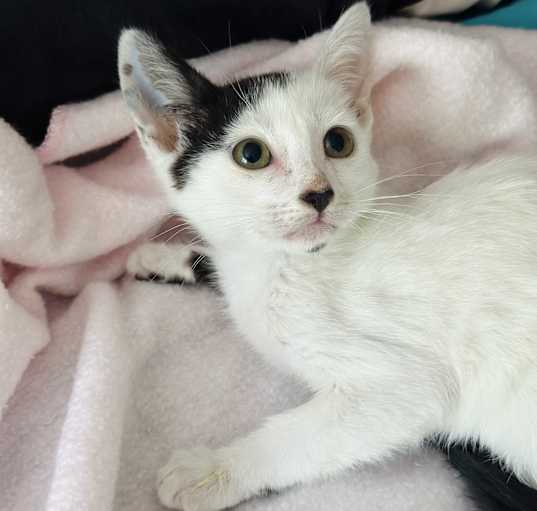 Photo of Faith (9 weeks)Siamese*low fee