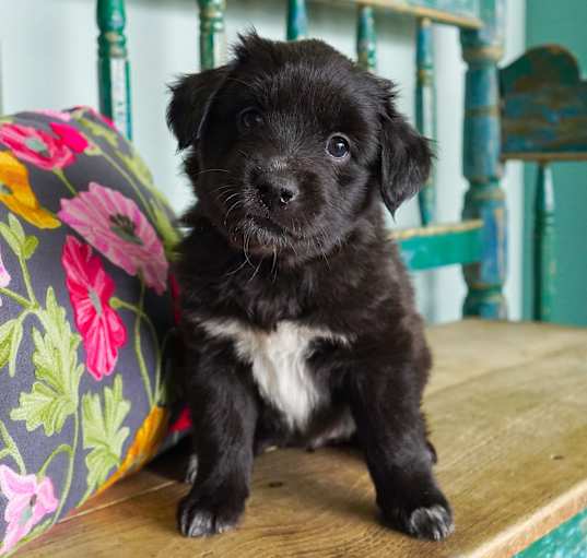 Photo of Ranger
