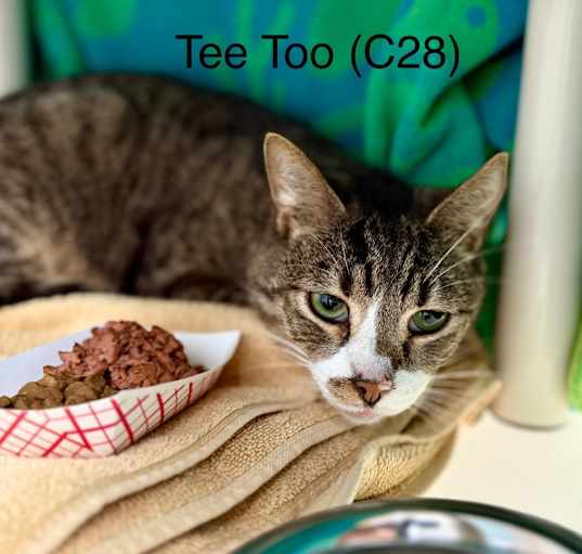 Photo of Tee Too