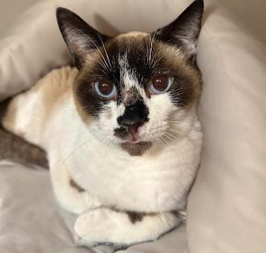 Photo of Noble