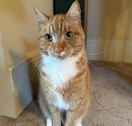Photo of Sammy