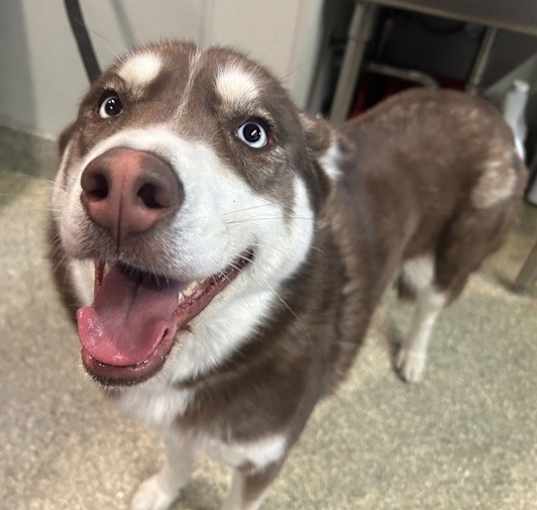 Photo of Brownie*