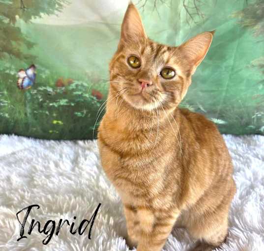Photo of Ingrid