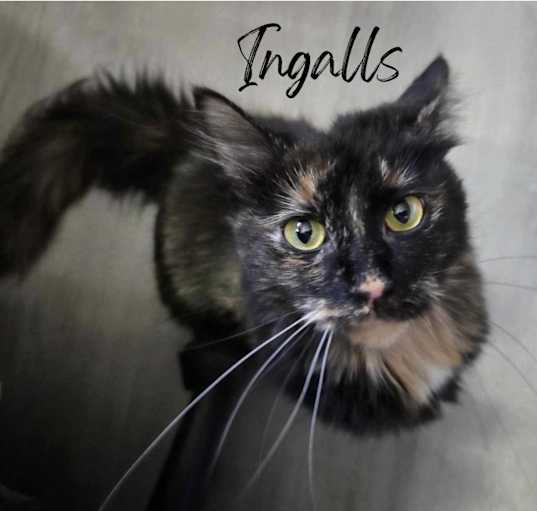 Photo of Ingalls
