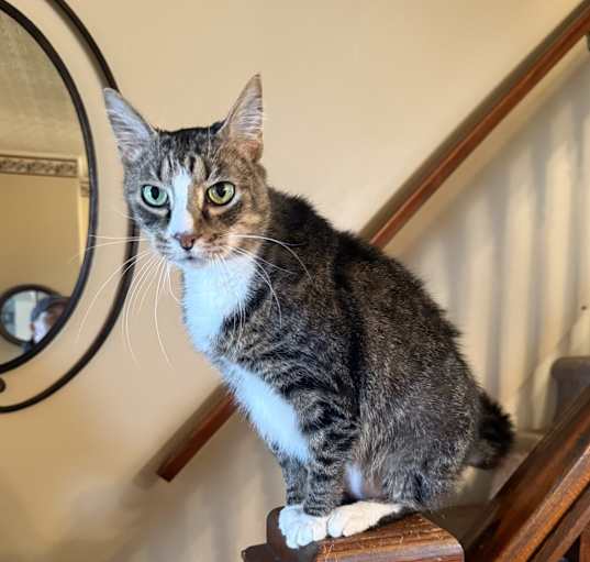 Photo of Chester