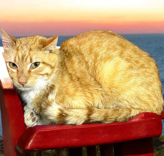 Photo of Chuck