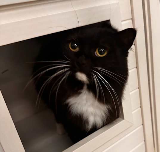 Photo of Masubi