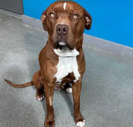 Photo of GYPSY
