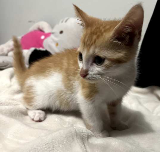 Photo of Neopolitan